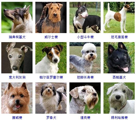 小型犬品种大全 这些狗狗你想养哪只？小型犬品种大全 这些狗狗你想养哪只？