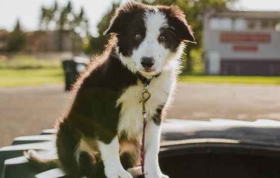 成年狗可不可以吃幼犬狗粮