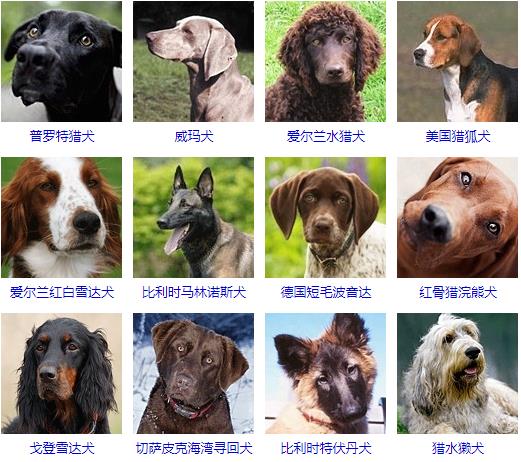 大型犬品种大全 你知道吗？