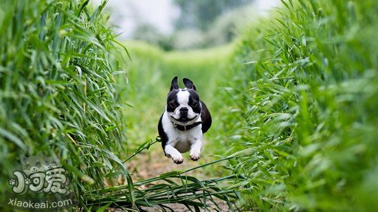 茶杯犬握手怎么训练 茶杯犬握手训练方法