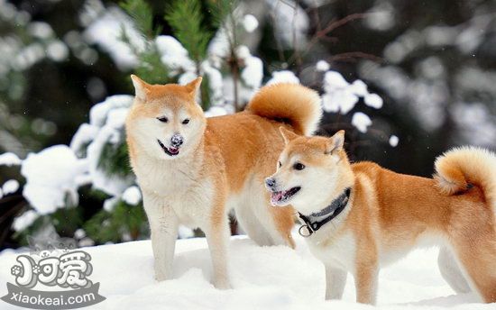 秋田犬服从性怎么训练 秋田犬服从性训练教程1