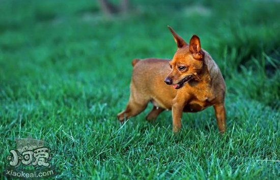 小鹿犬怎么训练跳舞 迷你杜宾犬跳舞训练教程1