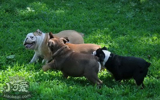 美国恶霸犬怎么训练服从性 美国恶霸犬服从性训练教程1