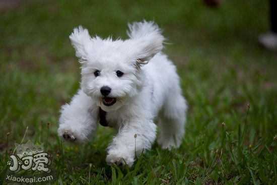 比熊犬怎么训练打滚 比熊犬打滚训练教程1