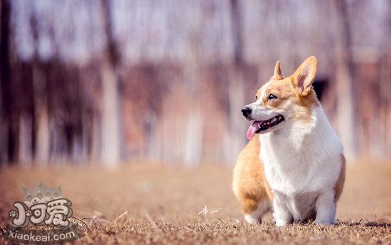 柯基大小便怎么训练 柯基犬定点上厕所训练教程1