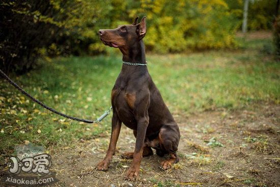 杜宾犬牵引绳怎么用 德国杜宾犬牵引绳使用方法