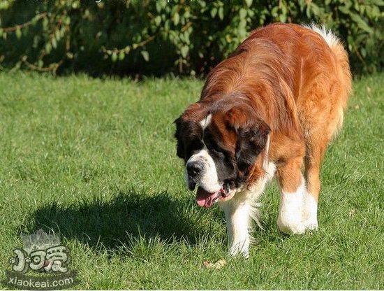 圣伯纳犬拒食怎么训练 圣伯纳犬拒食训练教程1