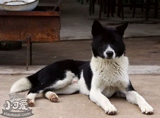 中华田园犬怎么训练不咬人 中华田园犬不咬人训练方法1