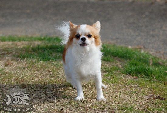 吉娃娃幼犬什么时候开始训练 吉娃娃最佳训练时间注意事项