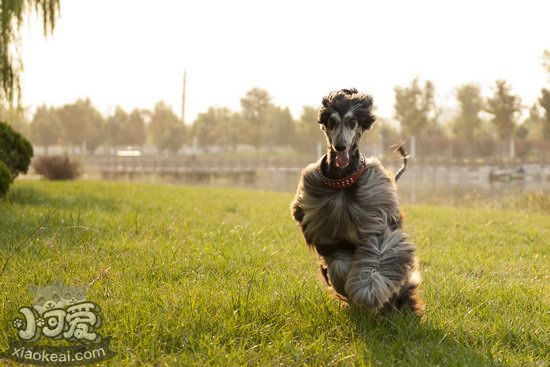 阿富汗猎犬怎么训练 阿富汗猎犬训练教程1