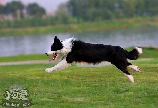 边牧怎么训练接飞盘 边境牧羊犬捡东西训练教程1