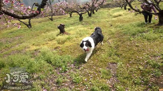 边境牧羊犬怎么训练大小便 边牧定点上厕所训练方法1