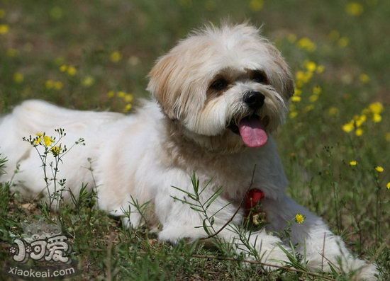 西施犬怎么训练大小便 西施犬定点上厕所训练教程1