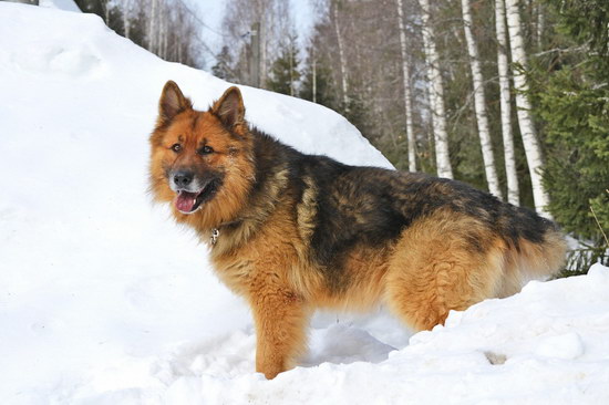 德国牧羊犬怎么训练 德国牧羊犬训练教程1