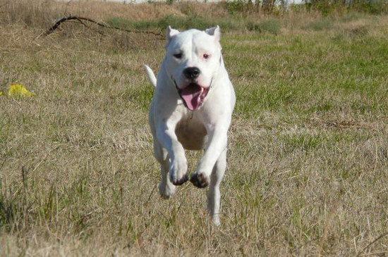 杜高犬怎么训练 杜高犬训练教程0