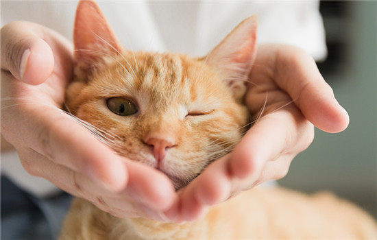 怎么教出一只粘人的猫 教出粘人猫咪的方法