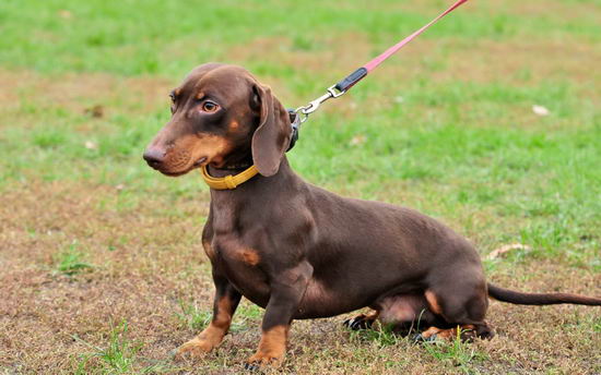 腊肠犬怎样训练 腊肠犬训练方法1