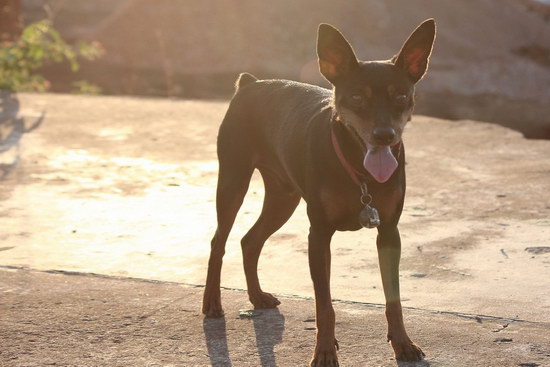 小鹿犬怎么训练 小鹿犬训练方法