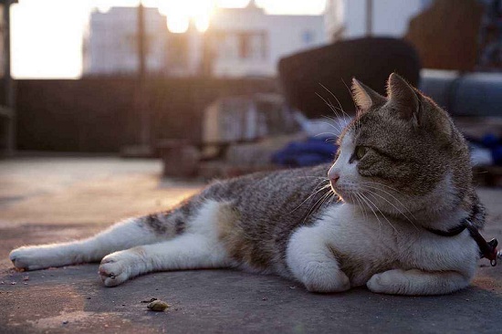 如何训练猫抓老鼠 训练猫咪抓老鼠的办法