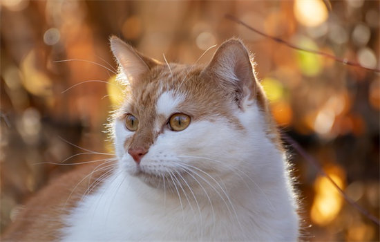 猫咪随地小便怎么回事