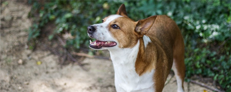 中华田园犬六大品种 中华田园犬并不是一种犬种