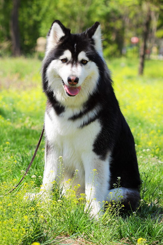 阿拉斯加犬怎么训练大小便 阿拉斯加犬定点上厕所训练教程