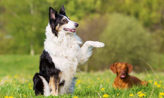 边境牧羊犬怎么训练 边境牧羊犬训练方法及常识2