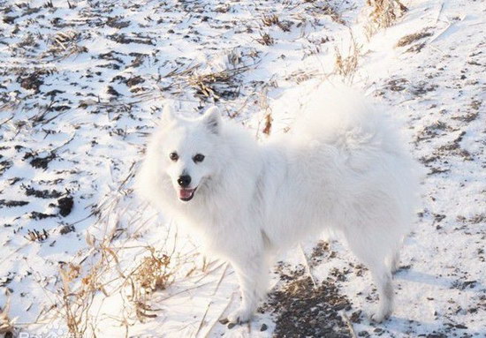 银狐犬怎么训练 银狐犬训练方法2