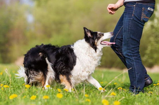 边境牧羊犬怎么训练 边境牧羊犬训练方法及常识3