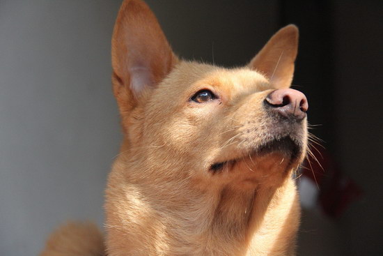 中华田园犬怎么训练 中华田园犬训练方法3