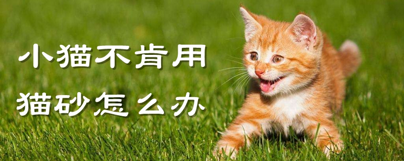 小猫不肯用猫砂怎么办