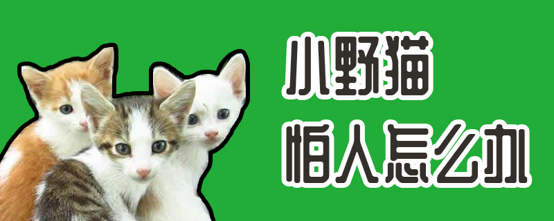 小野猫怕人怎么办