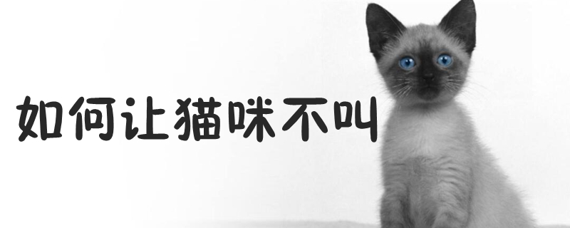 如何让猫咪不叫