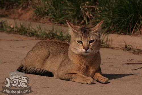 怎样训练非洲狮子猫用猫砂 非洲狮子猫猫砂使用训练