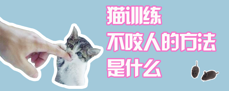 猫训练不咬人的方法是什么