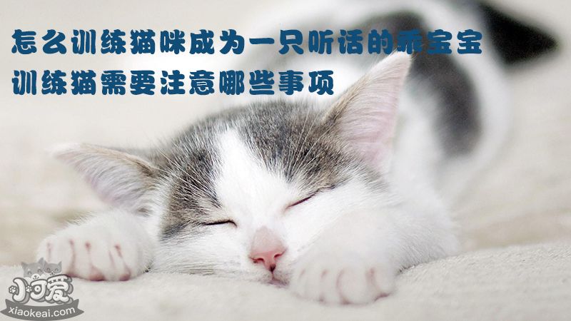 萌宠家宠物网_猫咪训练_怎么训练猫咪成为一只听话的乖宝宝