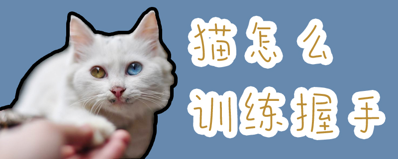 猫怎么训练握手