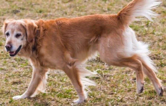 新手养金毛幼犬要注意什么