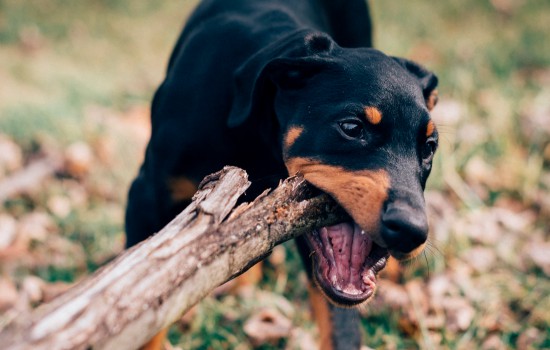 小鹿犬一般长几斤