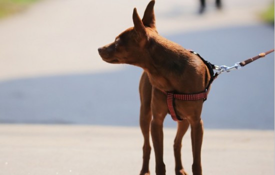 鹿犬为什么发臭