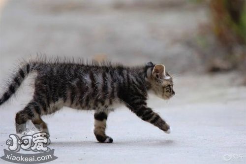 怎么训练狸花猫坐下 中国狸花猫听话训练