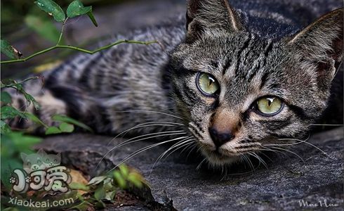 如何训练狸花猫乖乖吃饭 中国狸花猫吃饭训练