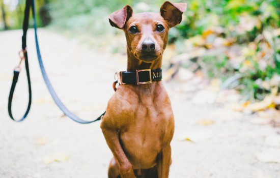 小鹿犬吃狗粮要泡吗