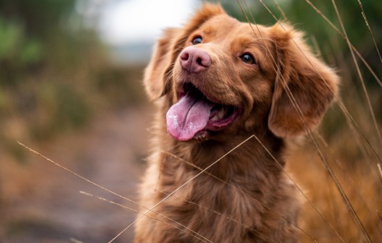 便宜适合家养的小型犬