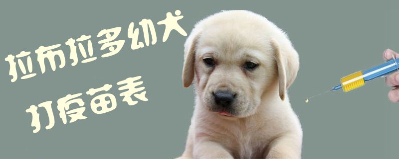 拉布拉多幼犬打疫苗表1