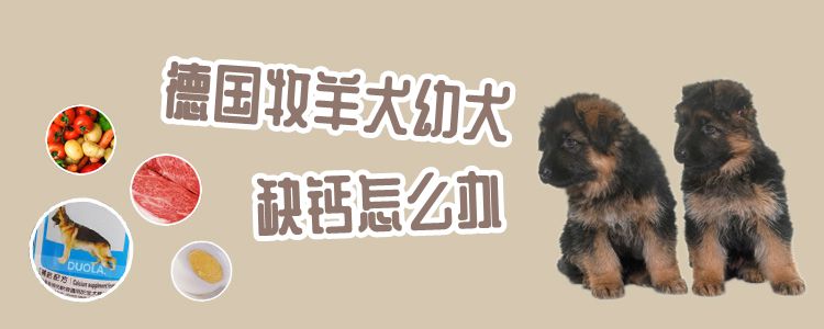 德国牧羊犬幼犬缺钙怎么办