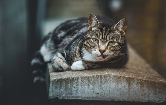 手指被猫咬出血了一定要打针吗