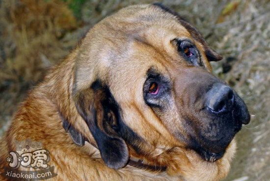 马士提夫獒犬怎么驱虫 马士提夫獒犬驱虫方法1