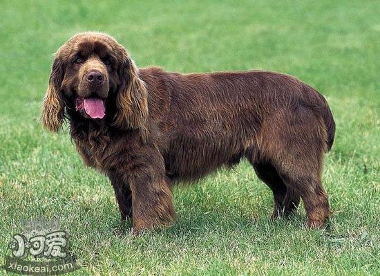 布雷猎犬拉稀怎么办 伯瑞犬拉稀治疗办法1