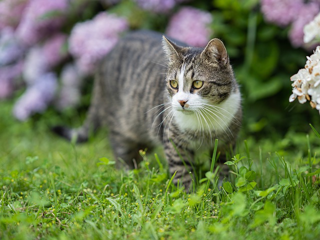 小奶猫肠炎症状及治疗